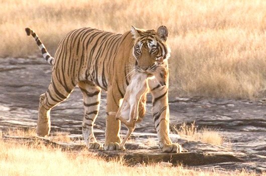 Bandhavgarh National Park, Madhya Pradesh