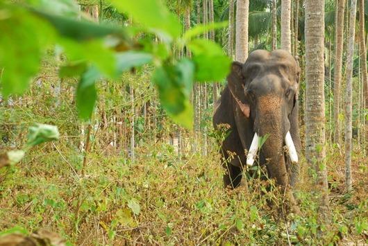 Bandipur National Park, Karnataka