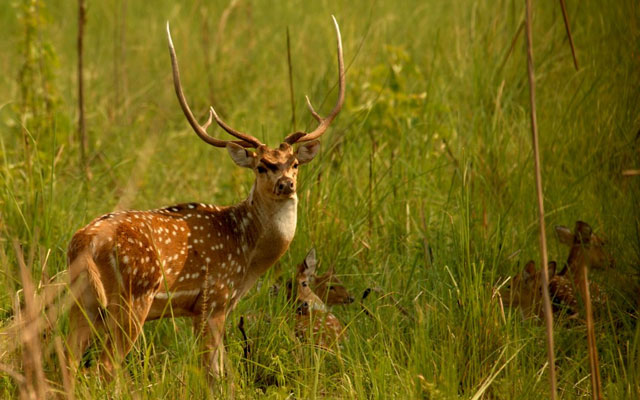 Corbett National Park, Uttarakhand