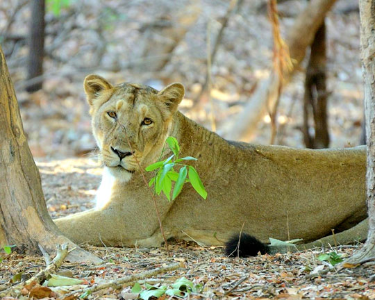 Gir National Park and Sasan Gir Sanctuary, Gujarat