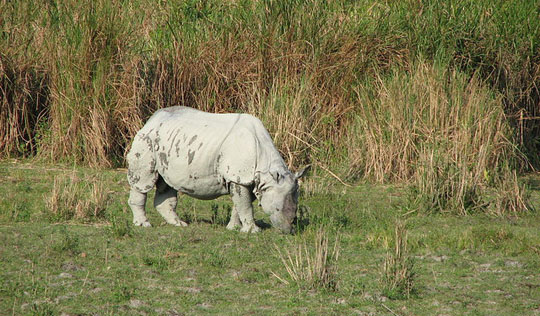 Kaziranga National Park, Assam