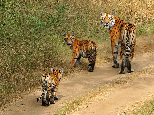 Pench National Park, Madhya Pradesh