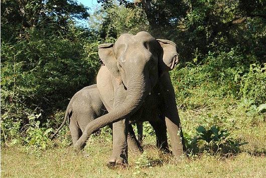 Periyar National Park, Kerala