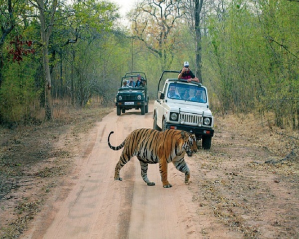 Ranthambore National Park, Rajasthan